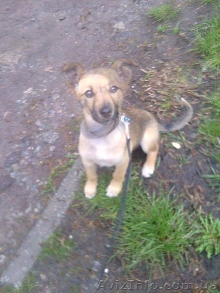 Умненькая щенок-девочка только для хороших людей!!!  - <ro>Изображение</ro><ru>Изображение</ru> #1, <ru>Объявление</ru> #1073911