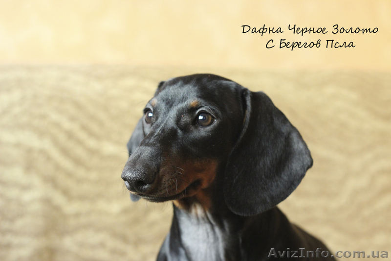 щенки таксы стандартной гладкошерстной - <ro>Изображение</ro><ru>Изображение</ru> #4, <ru>Объявление</ru> #1070164