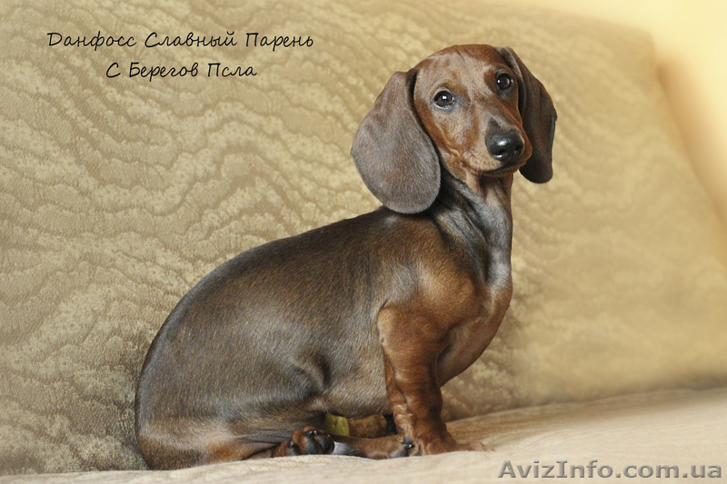 щенки таксы стандартной гладкошерстной - <ro>Изображение</ro><ru>Изображение</ru> #5, <ru>Объявление</ru> #1070164