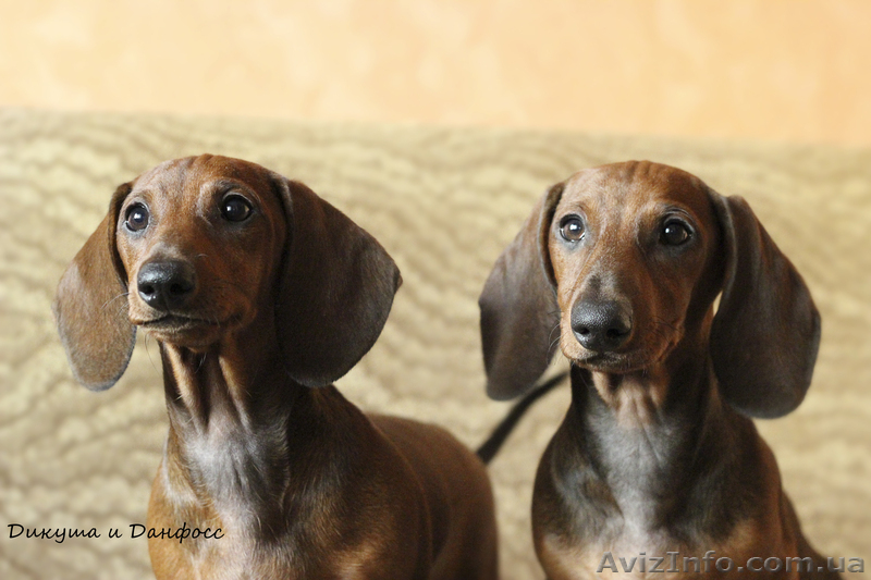 щенки таксы стандартной гладкошерстной - <ro>Изображение</ro><ru>Изображение</ru> #1, <ru>Объявление</ru> #1070164