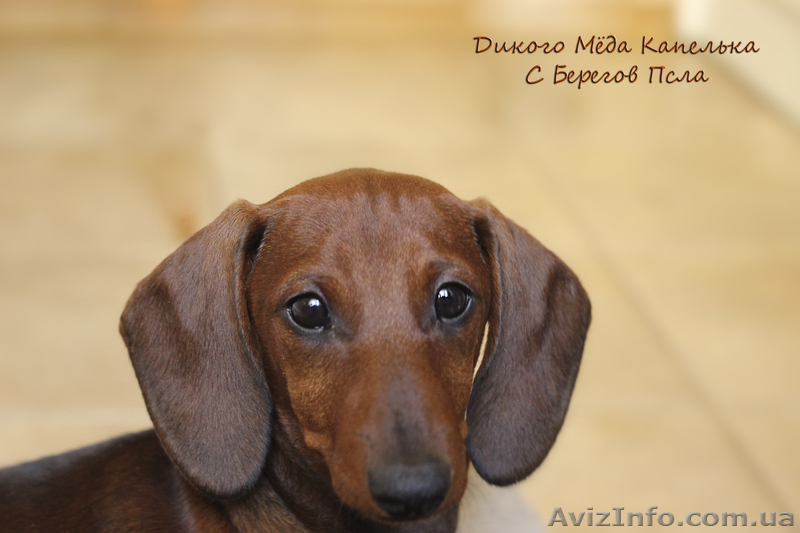 щенки таксы стандартной гладкошерстной - <ro>Изображение</ro><ru>Изображение</ru> #3, <ru>Объявление</ru> #1070164