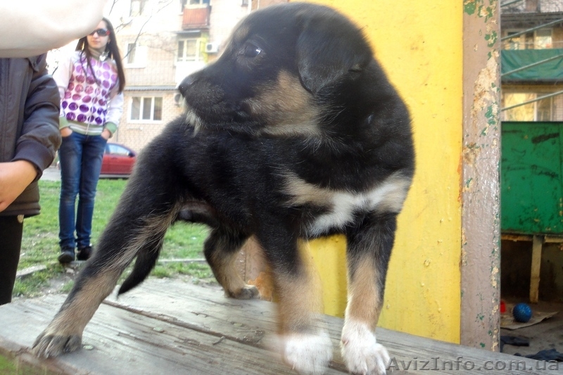 Замечательные щеночки только в ответственные руки! - <ro>Изображение</ro><ru>Изображение</ru> #4, <ru>Объявление</ru> #1070864