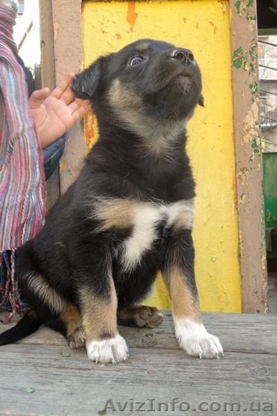 Замечательные щеночки только в ответственные руки! - <ro>Изображение</ro><ru>Изображение</ru> #6, <ru>Объявление</ru> #1070864