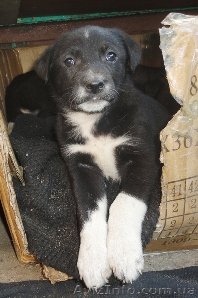 Замечательные щеночки только в ответственные руки! - <ro>Изображение</ro><ru>Изображение</ru> #2, <ru>Объявление</ru> #1070864