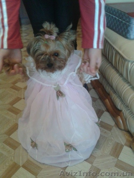 Продам замечательных щенков Йориков - <ro>Изображение</ro><ru>Изображение</ru> #2, <ru>Объявление</ru> #1067363