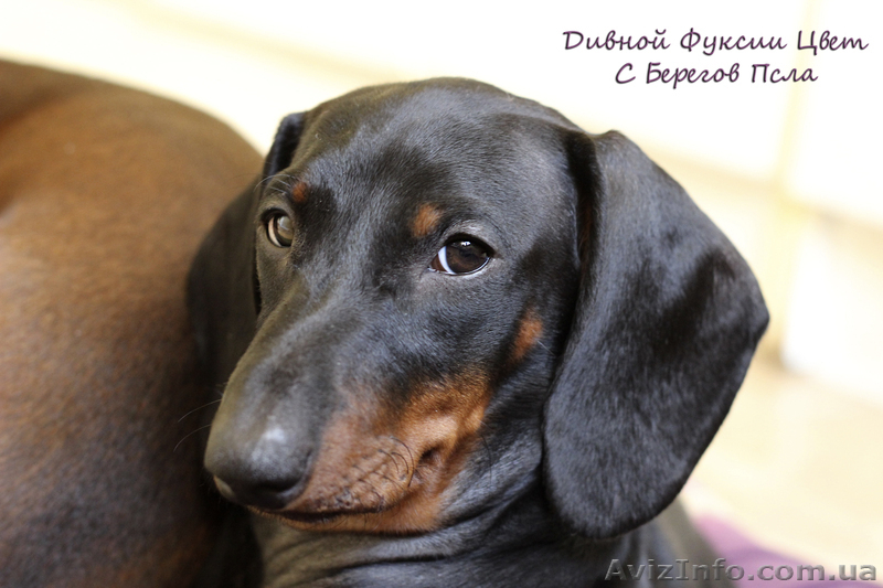 щенки таксы стандартной гладкошерстной - <ro>Изображение</ro><ru>Изображение</ru> #2, <ru>Объявление</ru> #1070164