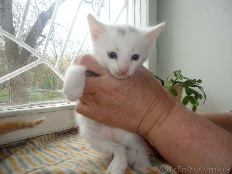 Котята мальчики и девочка ищут семью!!  - <ro>Изображение</ro><ru>Изображение</ru> #4, <ru>Объявление</ru> #1073126