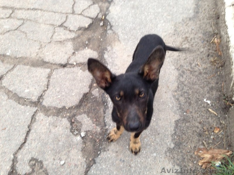 Щенок-мальчик ищет дом!   - <ro>Изображение</ro><ru>Изображение</ru> #3, <ru>Объявление</ru> #1072671