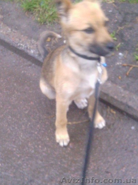 Умненькая щенок-девочка только для хороших людей!!!  - <ro>Изображение</ro><ru>Изображение</ru> #2, <ru>Объявление</ru> #1073911