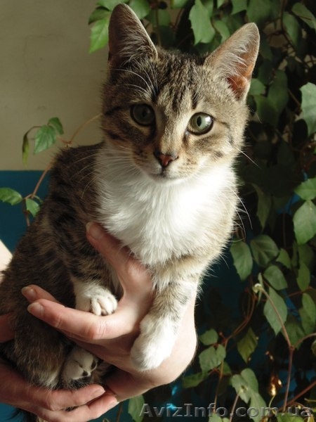 Котенок-девочка в хорошие руки!  - <ro>Изображение</ro><ru>Изображение</ru> #2, <ru>Объявление</ru> #1078988