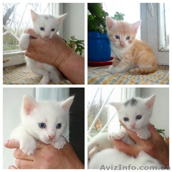 Котята мальчики и девочка ищут семью!!  - <ro>Изображение</ro><ru>Изображение</ru> #1, <ru>Объявление</ru> #1073126