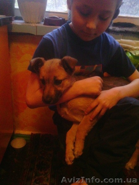 Умненькая щенок-девочка только для хороших людей!!!  - <ro>Изображение</ro><ru>Изображение</ru> #4, <ru>Объявление</ru> #1073911