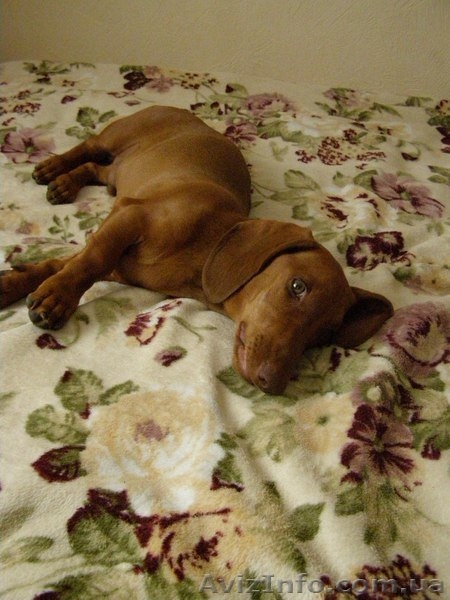 Вязка (такса)-Вязка (такса) - <ro>Изображение</ro><ru>Изображение</ru> #2, <ru>Объявление</ru> #1073071