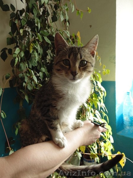 Котенок-девочка в хорошие руки!  - <ro>Изображение</ro><ru>Изображение</ru> #1, <ru>Объявление</ru> #1078988