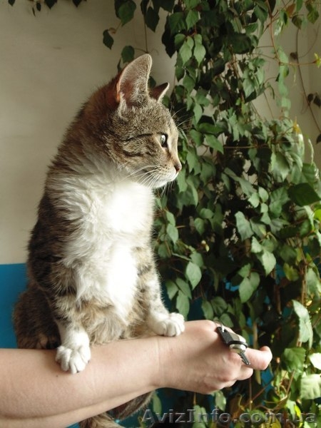 Котенок-девочка в хорошие руки!  - <ro>Изображение</ro><ru>Изображение</ru> #3, <ru>Объявление</ru> #1078988