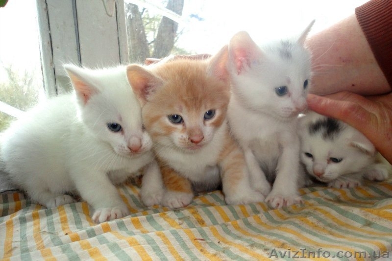 Котята мальчики и девочка ищут семью!!  - <ro>Изображение</ro><ru>Изображение</ru> #6, <ru>Объявление</ru> #1073126