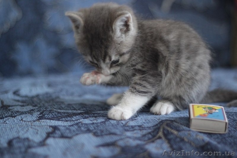 Котенок-мальчик ищет любящих хозяев!  - <ro>Изображение</ro><ru>Изображение</ru> #4, <ru>Объявление</ru> #1087686