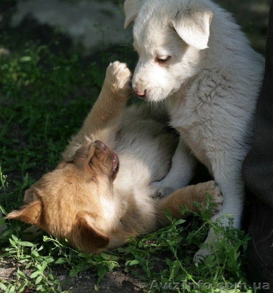 Рыженький МАЛЬЧИК-пухнастик для Вас!  - <ro>Изображение</ro><ru>Изображение</ru> #5, <ru>Объявление</ru> #1093936