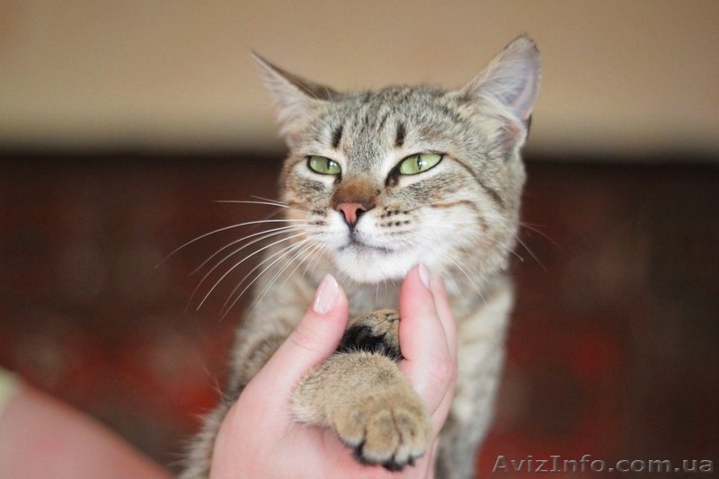 Кошечка 7-8 месяцев ищет любящих хозяев!  - <ro>Изображение</ro><ru>Изображение</ru> #5, <ru>Объявление</ru> #1093446
