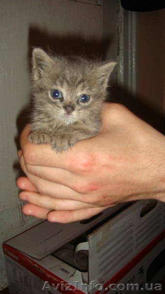 Три малыша-котенка ищут хозяев!!!  - <ro>Изображение</ro><ru>Изображение</ru> #2, <ru>Объявление</ru> #1089775