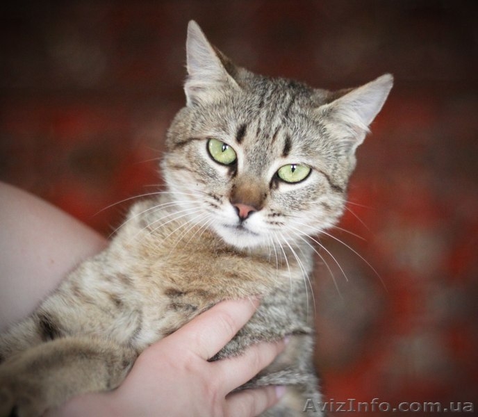 Кошечка 7-8 месяцев ищет любящих хозяев!  - <ro>Изображение</ro><ru>Изображение</ru> #4, <ru>Объявление</ru> #1093446
