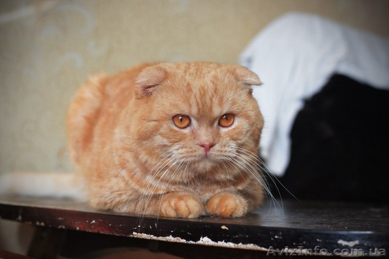 На вязку приглашает шотландский вислоухий кот!! - <ro>Изображение</ro><ru>Изображение</ru> #3, <ru>Объявление</ru> #1092203