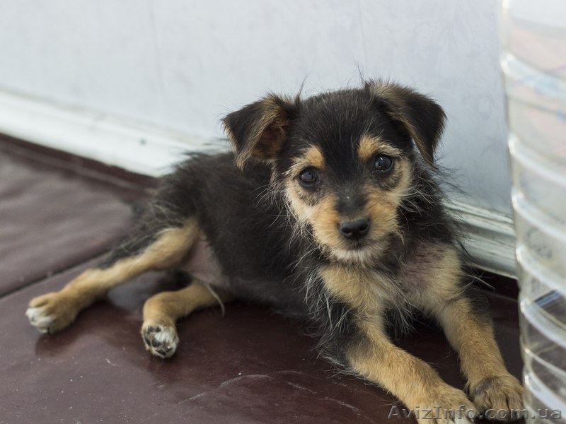 Щеночки от очень маленькой собачки мечтают о доме!  - <ro>Изображение</ro><ru>Изображение</ru> #4, <ru>Объявление</ru> #1086006