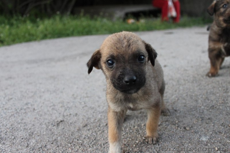 Шесть прекрасных щенков ищут дом!  - <ro>Изображение</ro><ru>Изображение</ru> #8, <ru>Объявление</ru> #1086263