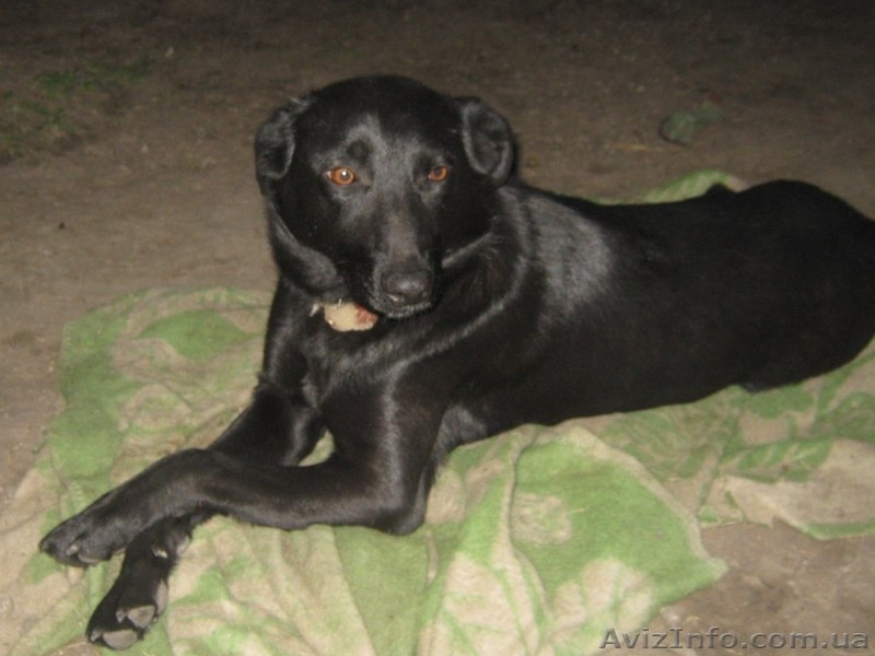 Марго 11 месяцев стерилизована в хорошие руки  - <ro>Изображение</ro><ru>Изображение</ru> #2, <ru>Объявление</ru> #1093427