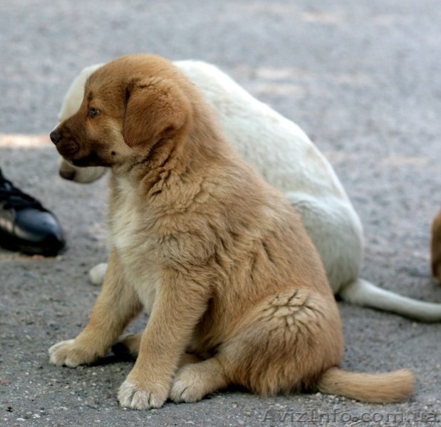 Рыженький МАЛЬЧИК-пухнастик для Вас!  - <ro>Изображение</ro><ru>Изображение</ru> #3, <ru>Объявление</ru> #1093936