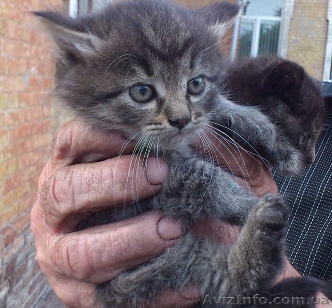 Котята ищут дом!  - <ro>Изображение</ro><ru>Изображение</ru> #2, <ru>Объявление</ru> #1087602