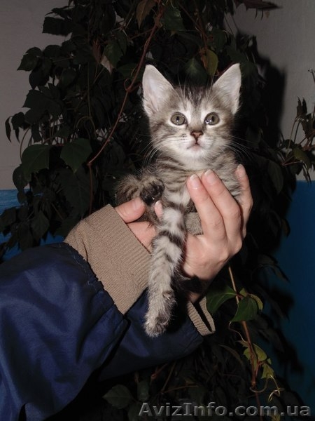 В хорошие руки отдам котенка!  - <ro>Изображение</ro><ru>Изображение</ru> #2, <ru>Объявление</ru> #1089779