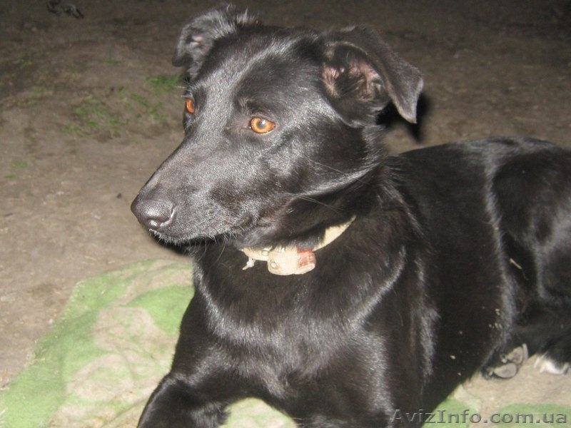 Марго 11 месяцев стерилизована в хорошие руки  - <ro>Изображение</ro><ru>Изображение</ru> #1, <ru>Объявление</ru> #1093427