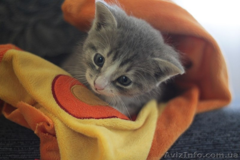 Котенок-мальчик ищет любящих хозяев!  - <ro>Изображение</ro><ru>Изображение</ru> #6, <ru>Объявление</ru> #1087686