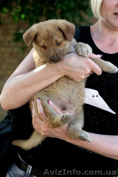 Рыженький МАЛЬЧИК-пухнастик для Вас!  - <ro>Изображение</ro><ru>Изображение</ru> #2, <ru>Объявление</ru> #1093936
