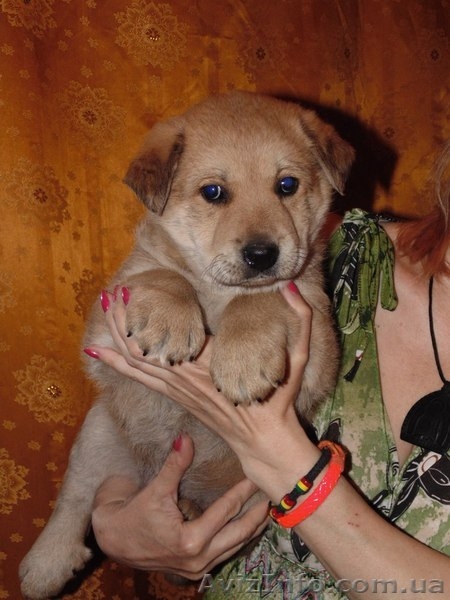 Щенок -девочка для заботливых хозяев!  - <ro>Изображение</ro><ru>Изображение</ru> #2, <ru>Объявление</ru> #1093984