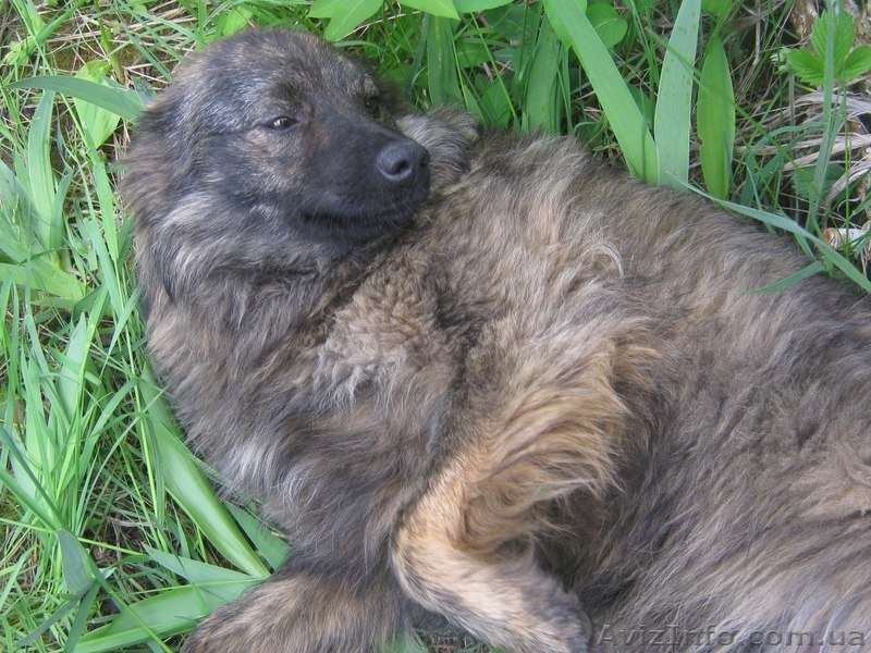 Щенок 8-9 месяцев ищет ответственных хозяев!  - <ro>Изображение</ro><ru>Изображение</ru> #4, <ru>Объявление</ru> #1093315