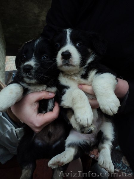 Щенки мальчик и девочка ждут Вас!!!  - <ro>Изображение</ro><ru>Изображение</ru> #1, <ru>Объявление</ru> #1086037