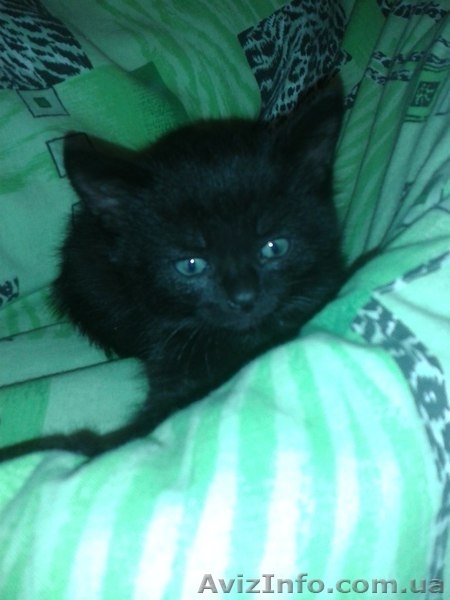 Черный котенок-мальчик ищет любящих хозяев.  - <ro>Изображение</ro><ru>Изображение</ru> #1, <ru>Объявление</ru> #1087592