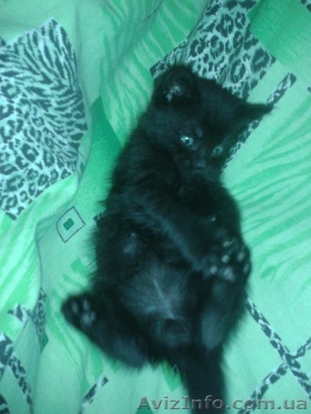 Черный котенок-мальчик ищет любящих хозяев.  - <ro>Изображение</ro><ru>Изображение</ru> #2, <ru>Объявление</ru> #1087592