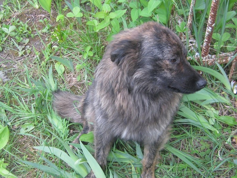 Щенок 8-9 месяцев ищет ответственных хозяев!  - <ro>Изображение</ro><ru>Изображение</ru> #3, <ru>Объявление</ru> #1093315