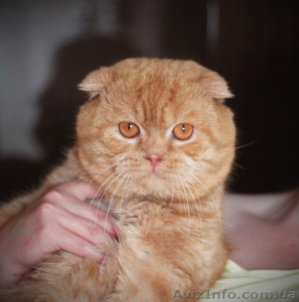 На вязку приглашает шотландский вислоухий кот!! - <ro>Изображение</ro><ru>Изображение</ru> #2, <ru>Объявление</ru> #1092203