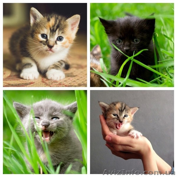 Девочка и два мальчика ищут семью!  - <ro>Изображение</ro><ru>Изображение</ru> #2, <ru>Объявление</ru> #1085966