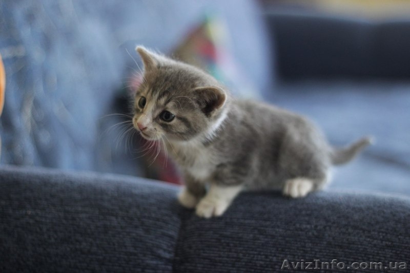 Котенок-мальчик ищет любящих хозяев!  - <ro>Изображение</ro><ru>Изображение</ru> #3, <ru>Объявление</ru> #1087686