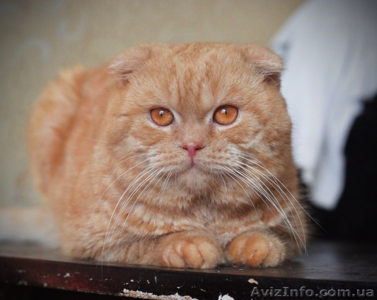 На вязку приглашает шотландский вислоухий кот!! - <ro>Изображение</ro><ru>Изображение</ru> #1, <ru>Объявление</ru> #1092203