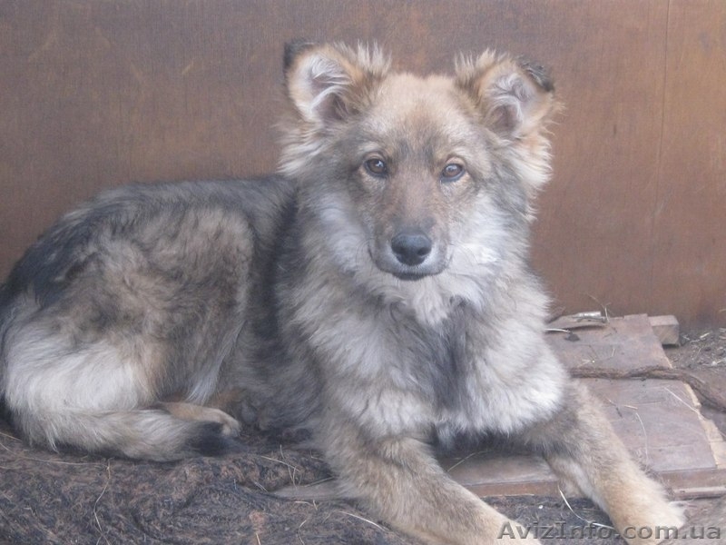 Щенок 8 месяцев в хорошие руки!  - <ro>Изображение</ro><ru>Изображение</ru> #1, <ru>Объявление</ru> #1093336