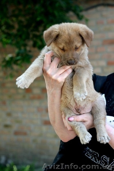 Рыженький МАЛЬЧИК-пухнастик для Вас!  - <ro>Изображение</ro><ru>Изображение</ru> #6, <ru>Объявление</ru> #1093936