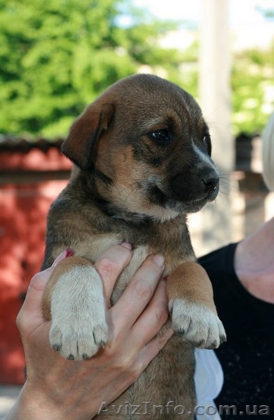 Две девочки-щеночки мечтают о доме.   - <ro>Изображение</ro><ru>Изображение</ru> #4, <ru>Объявление</ru> #1093950