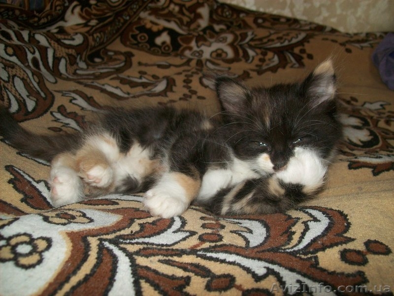 Котенок-девочка для хороших людей  - <ro>Изображение</ro><ru>Изображение</ru> #6, <ru>Объявление</ru> #1093563