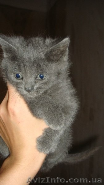 Плюшевая котенок-девочка для хороших людей!!! - <ro>Изображение</ro><ru>Изображение</ru> #3, <ru>Объявление</ru> #1094449